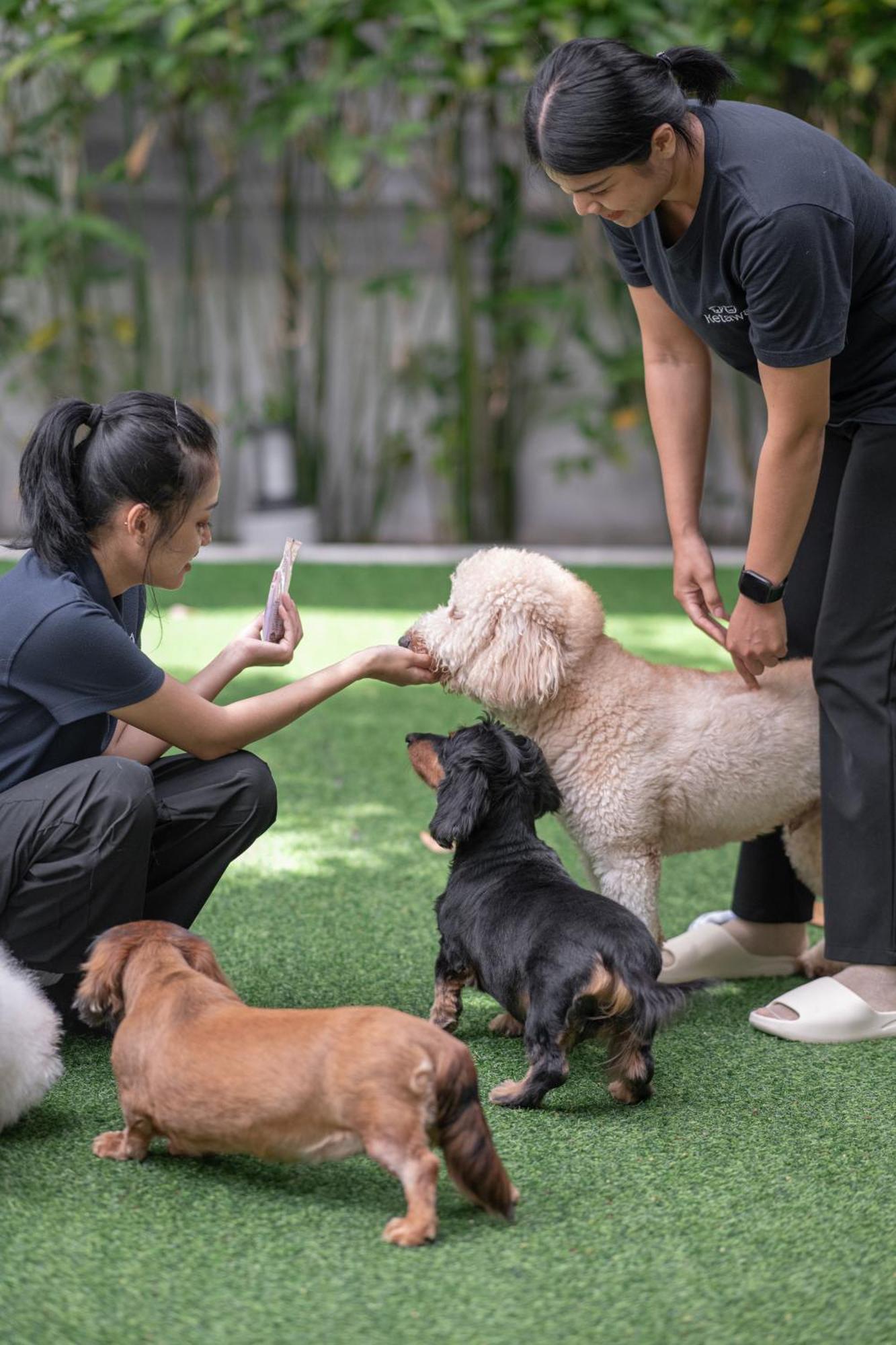 Ketawa Pet Friendly Hotel Čiang Mai Exteriér fotografie